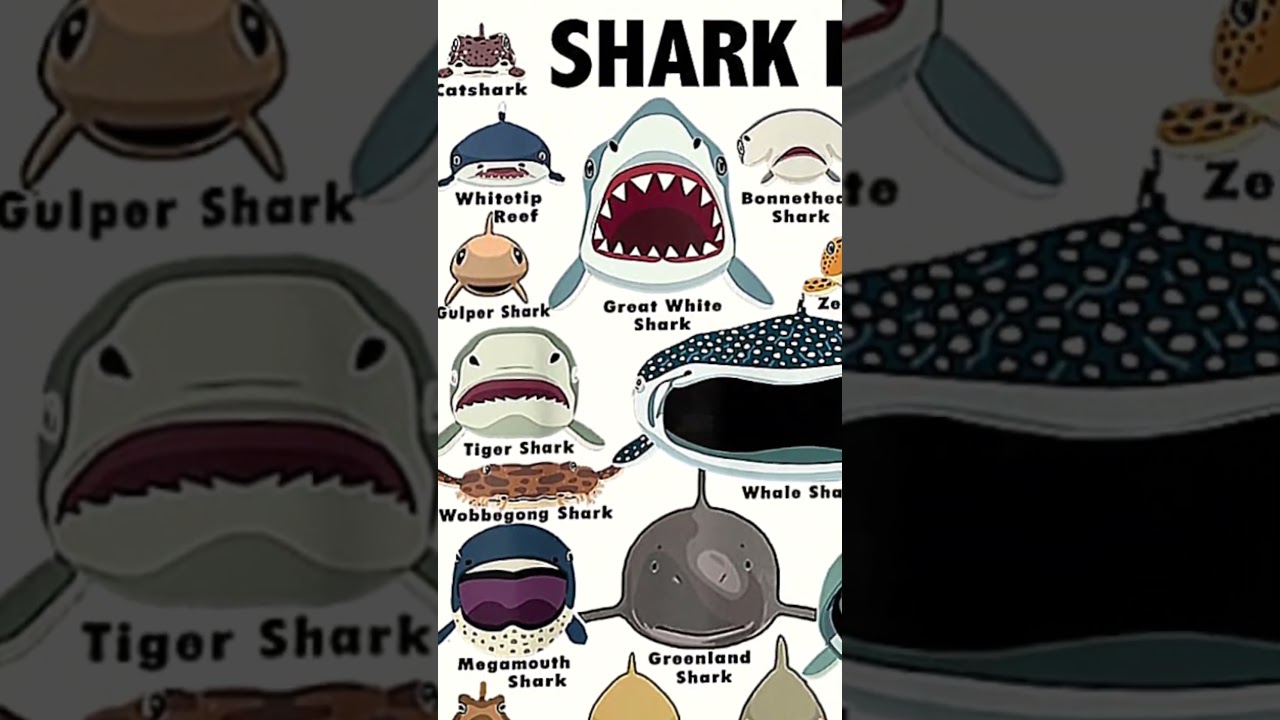 Types of sharks faces 🥶 megamouth shark 🦈