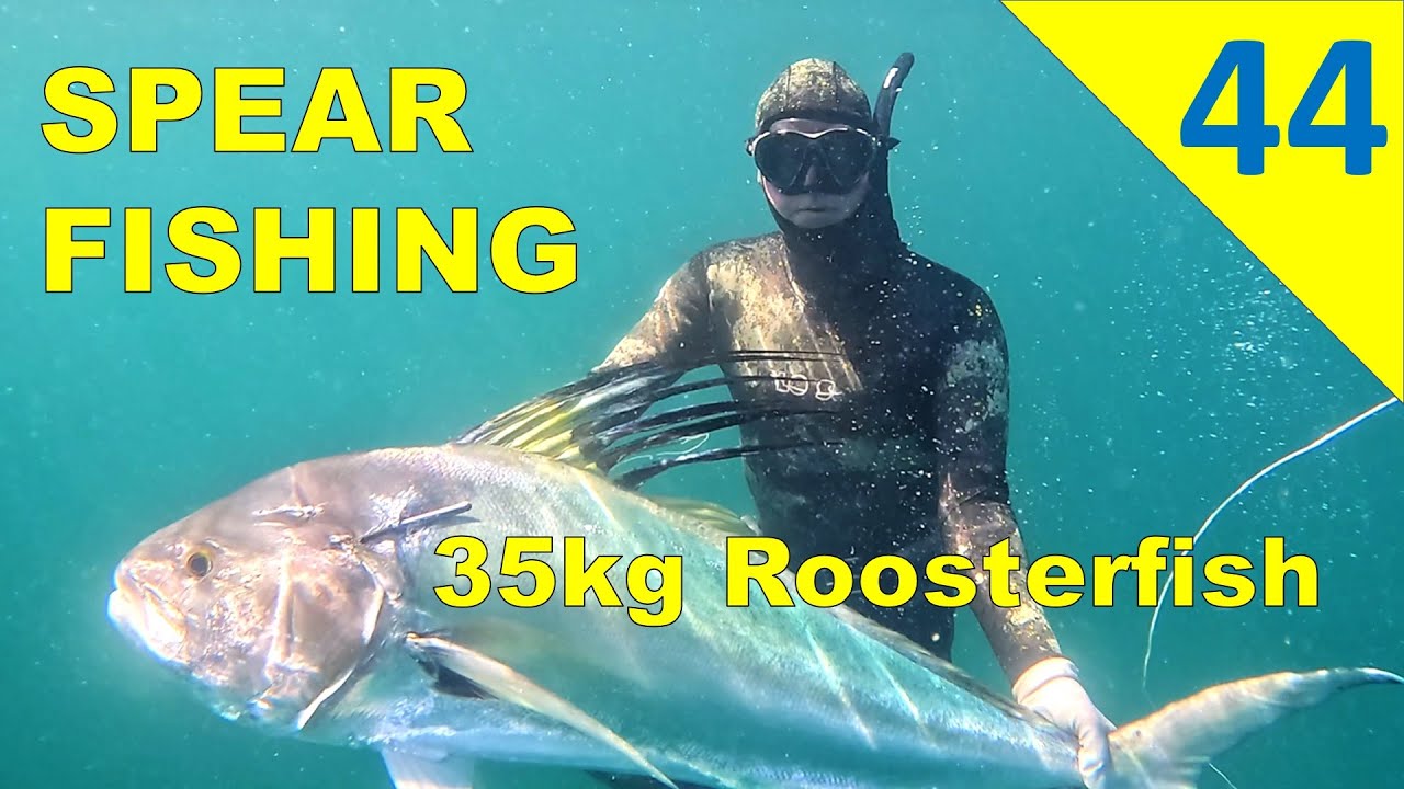 SPEARFISHING | 35 kg Rooster Fish | Pacific Archipelago in Panama