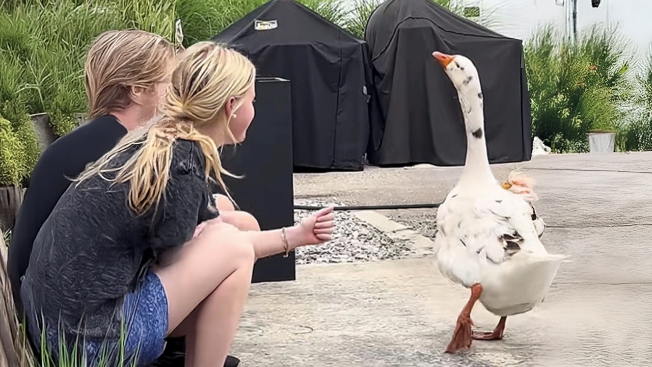 Animals Getting Reaction Over Nothing 😂 Funniest Animal Videos!