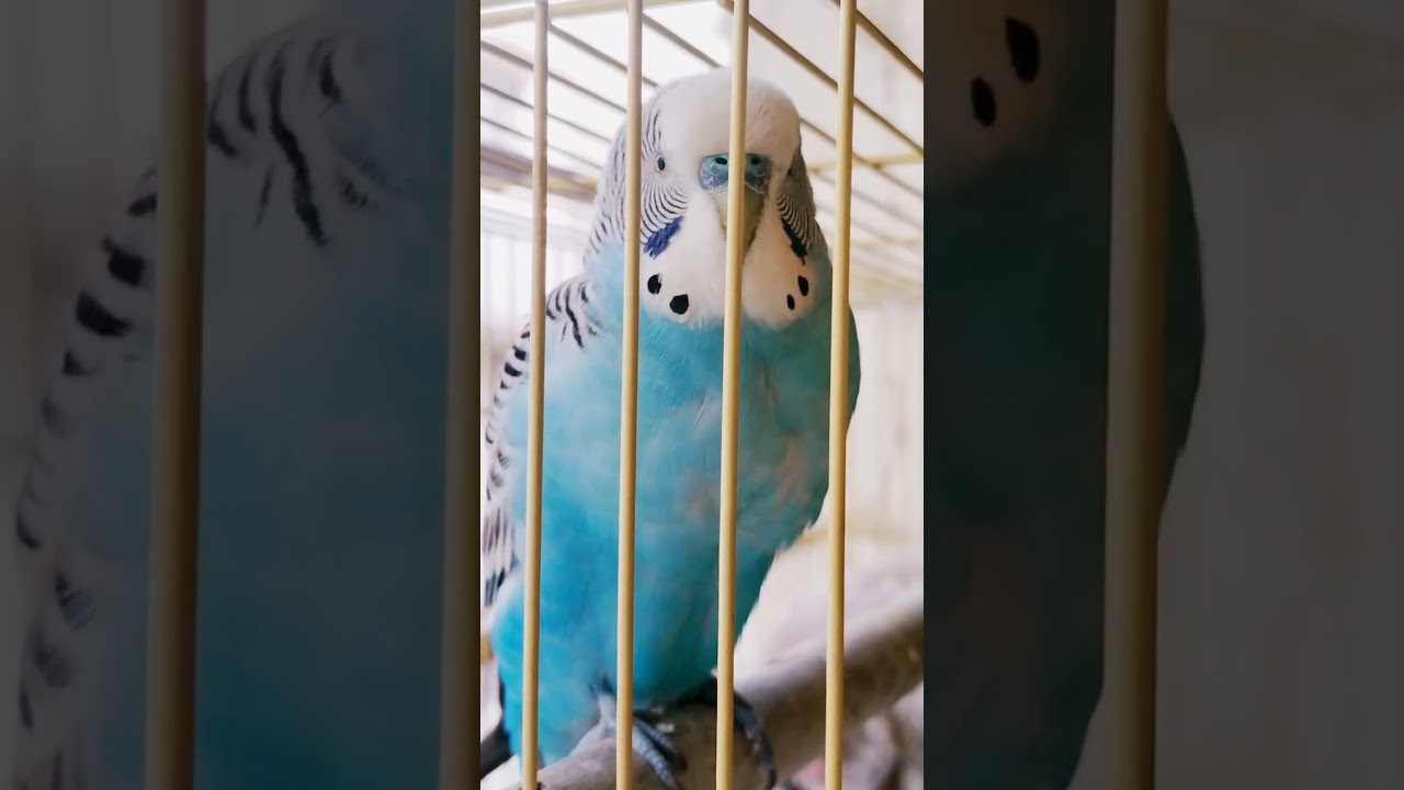 Budgies bird😘🌹  #lovebirds #youtubevideo #ytshortsvideo #viralvideo 