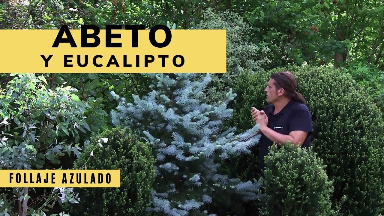 El Eucalipto y el abeto azul, dos árboles de follaje gris azulado - Decogarden - Jardinatis