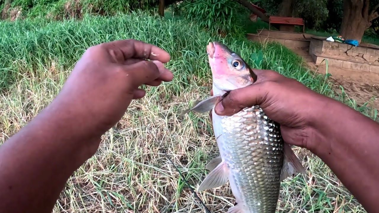 ഒരു ബക്കറ്റ് മീൻ പിടിച്ചു.. 🐟🐟😳.. Kerala River Fishing videos/Carp Fishing in Kerala River 🐟🐟🥰🥰