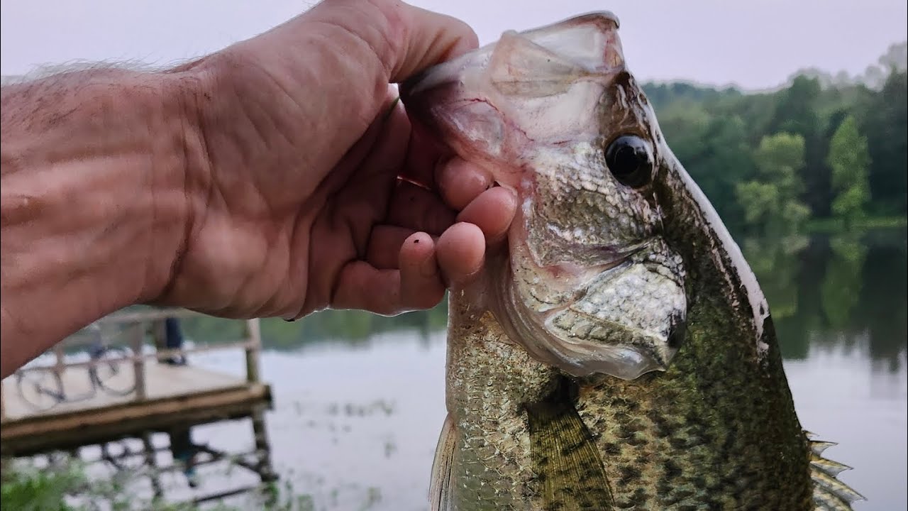 BIGGEST CRAPPIE I HAVE EVER SEEN!