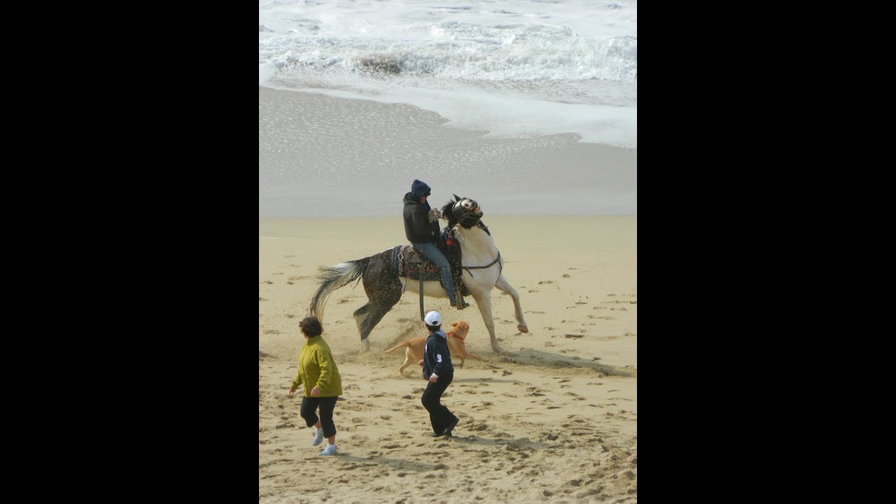 off-leash dogs terrifying horse