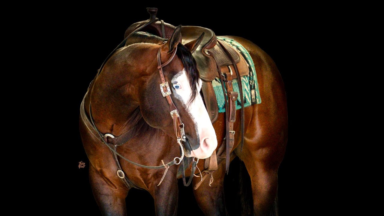 Zarco 2022 AQHA Stallion by Gunners Special Nite - Sells at Schmitty’s Sale Barn February 21st 