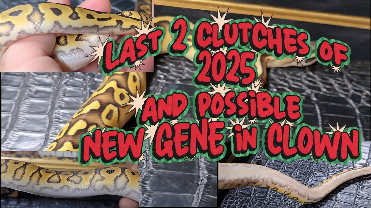 NEW GENE in Clown? 🤔 #new #beautiful #super  #snake #baby