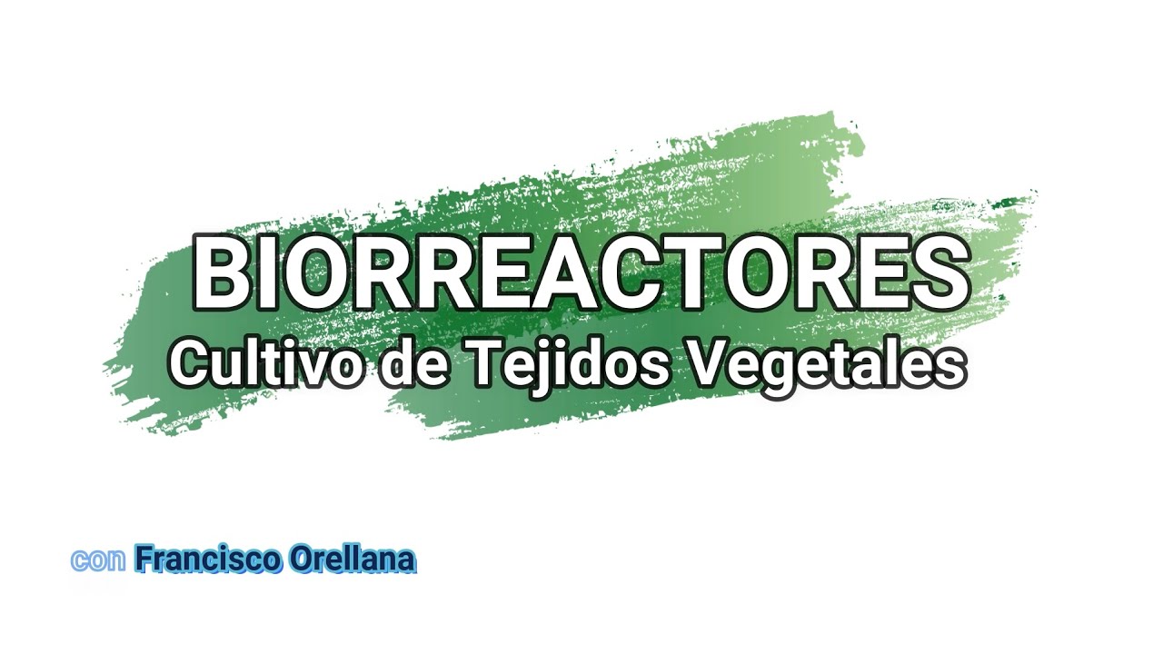 Biorreactor de Inmersión Temporal (BIT)