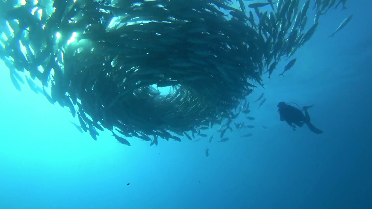CABO PULMO 2017