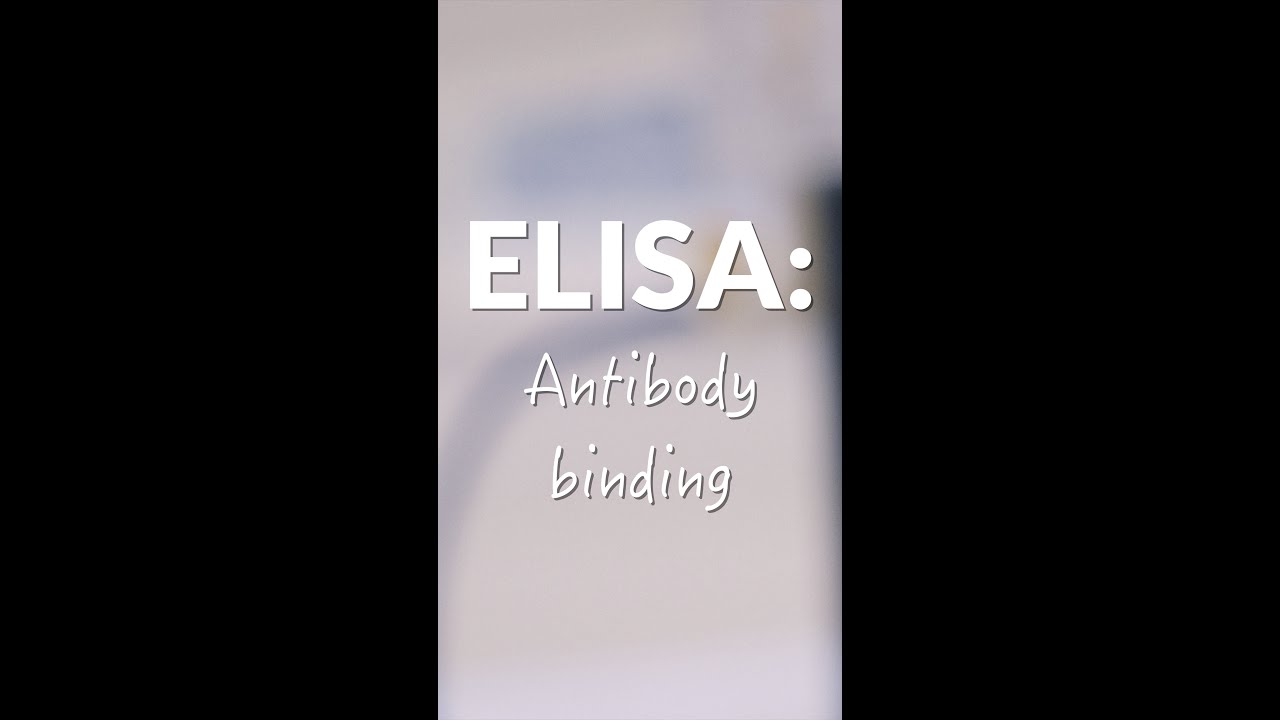 ELISA: antibody binding 