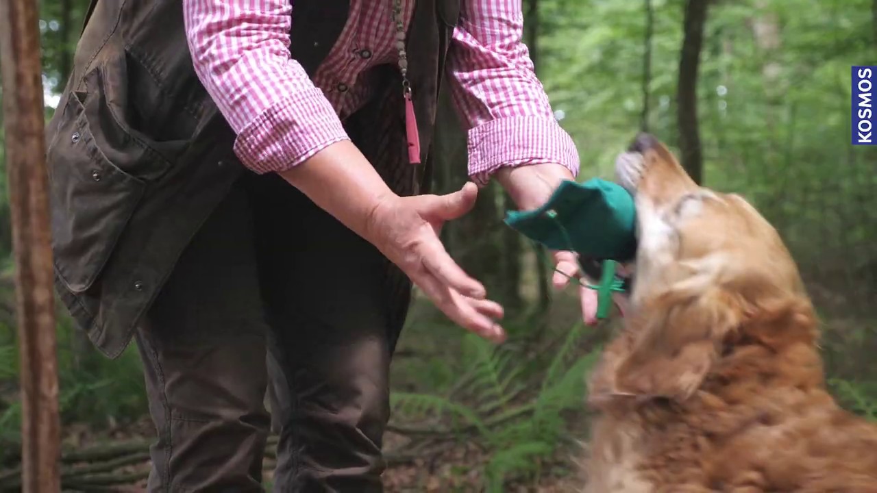 KOSMOS Retrievertraining – Markieren mit Anja Möller & Norma Zvolsky – Das Online-Training