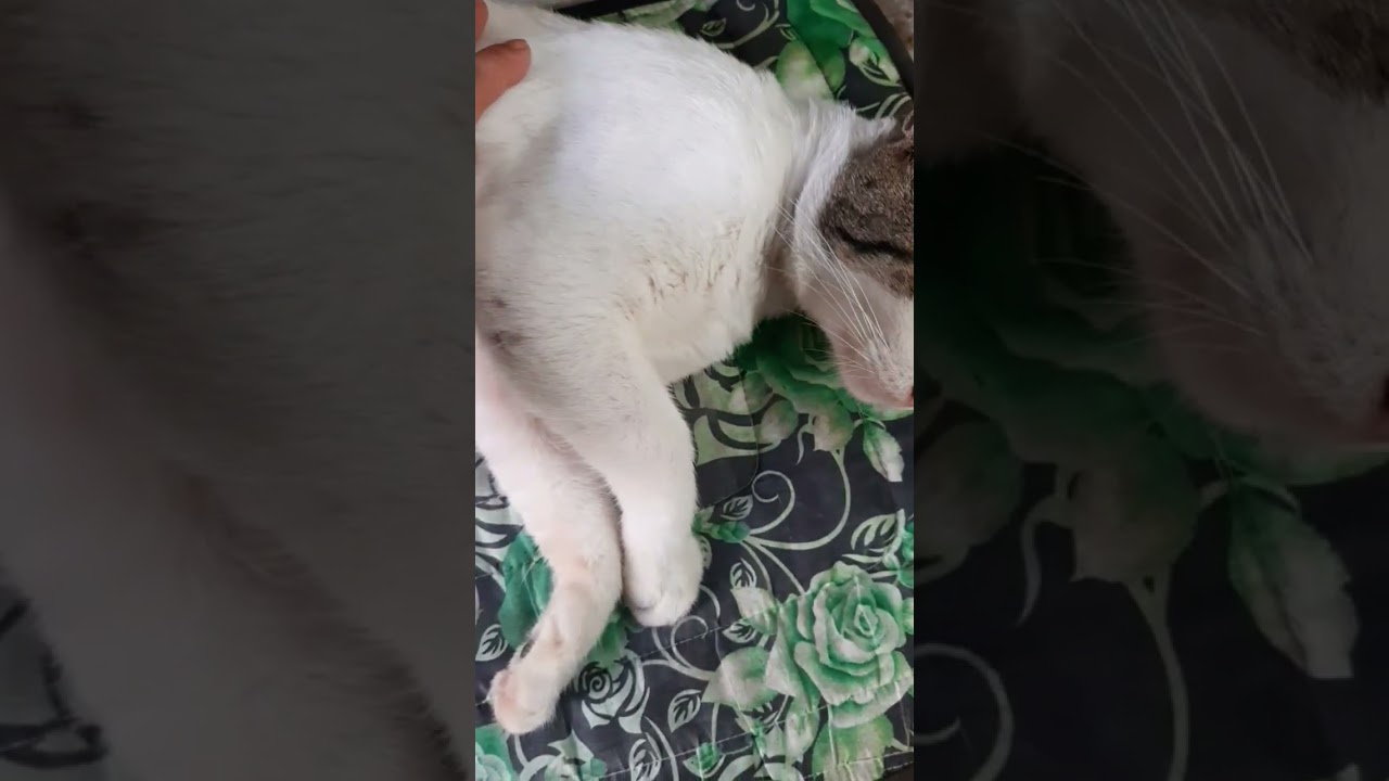 Poor cat/ swelling leg.