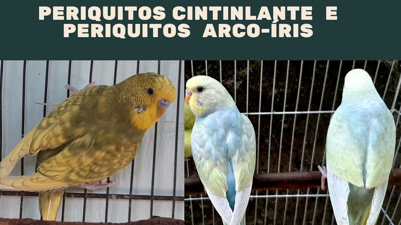 Periquitos cintinlante e periquitos Arco-íris 🌈 como indentificar ?