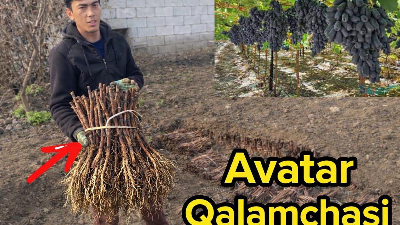 Avatar qalamchalari optim narxlarda 911269939