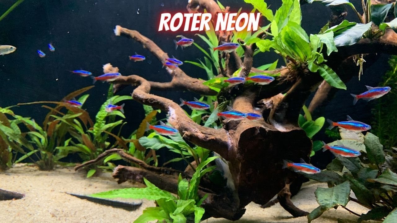 Roter Neon | Paracheirodon axelrodi | Eckdaten | Informationen | Vorstellung | 4K