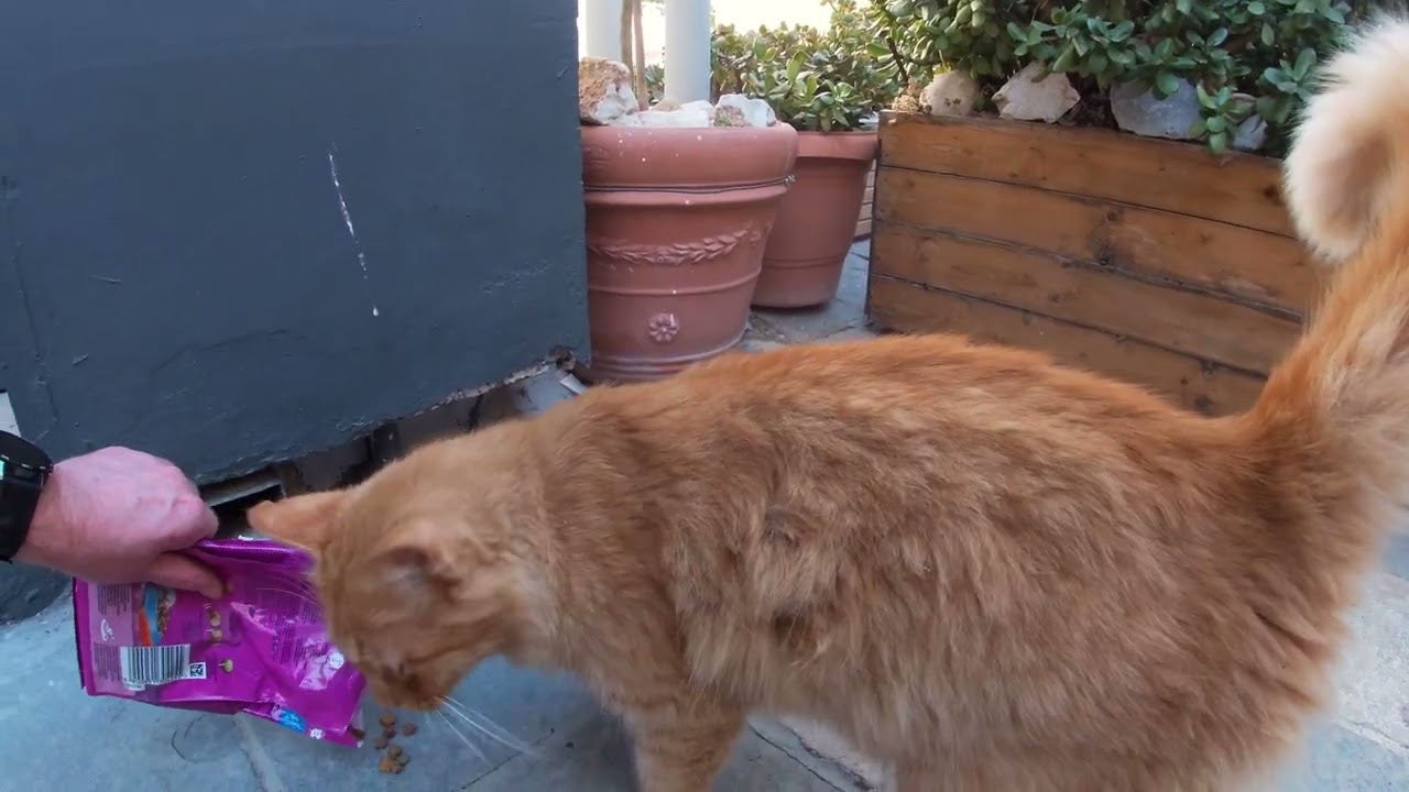 Rhodes Town - Feeding the Cats - Pt. 4 (4K).