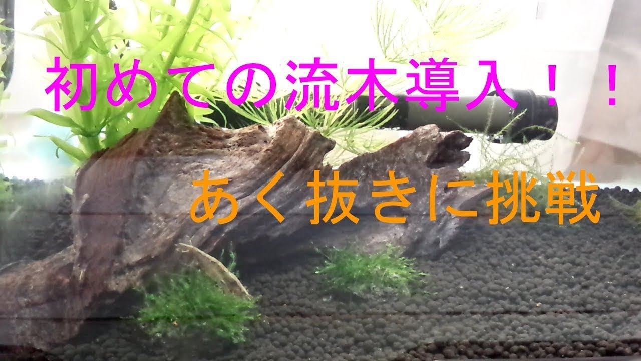 初めての流木導入！あく抜きに挑戦！そしておしゃれ水槽に【メダカとミナミヌマエビ水槽】
