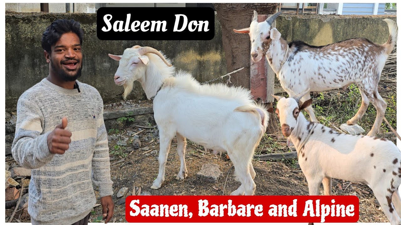Saanen, Barbare and Alpine Cross at U1 goat farm Aurangabad Saleem Don bhi karte hai Shauk