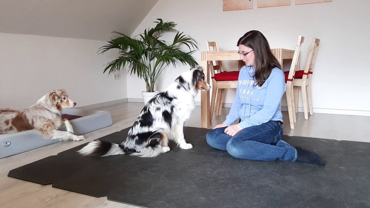 Hundetraining: Hund Sitz beibringen | Hund Platz beibringen | Welpe lernt Sitz und Platz