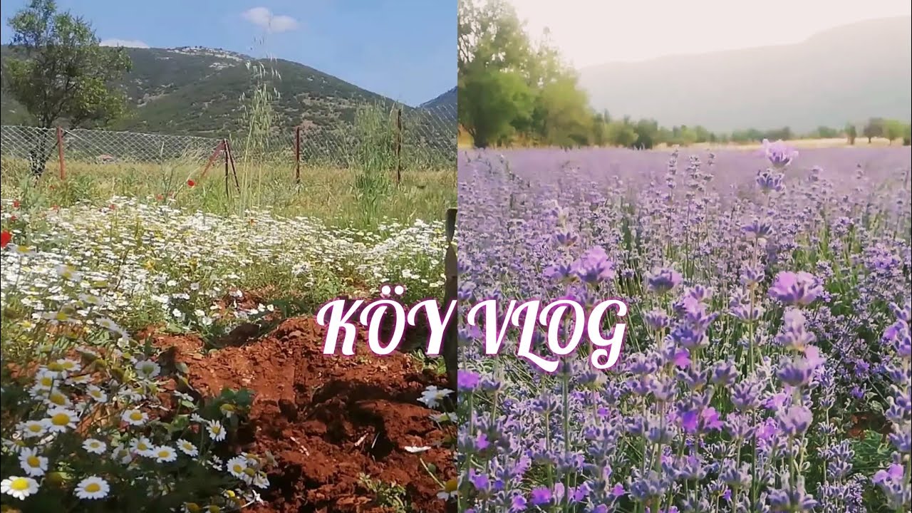Ege de bir köy Denizli tavas ulukent 2023 Haziran köydeki Arsamız  hobi bahçem Garden Tour