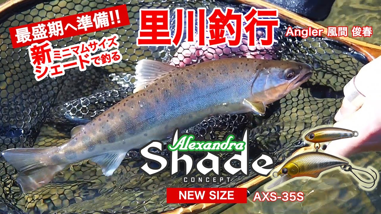 シェード35登場/風間俊春が解説する里川のヤマメ