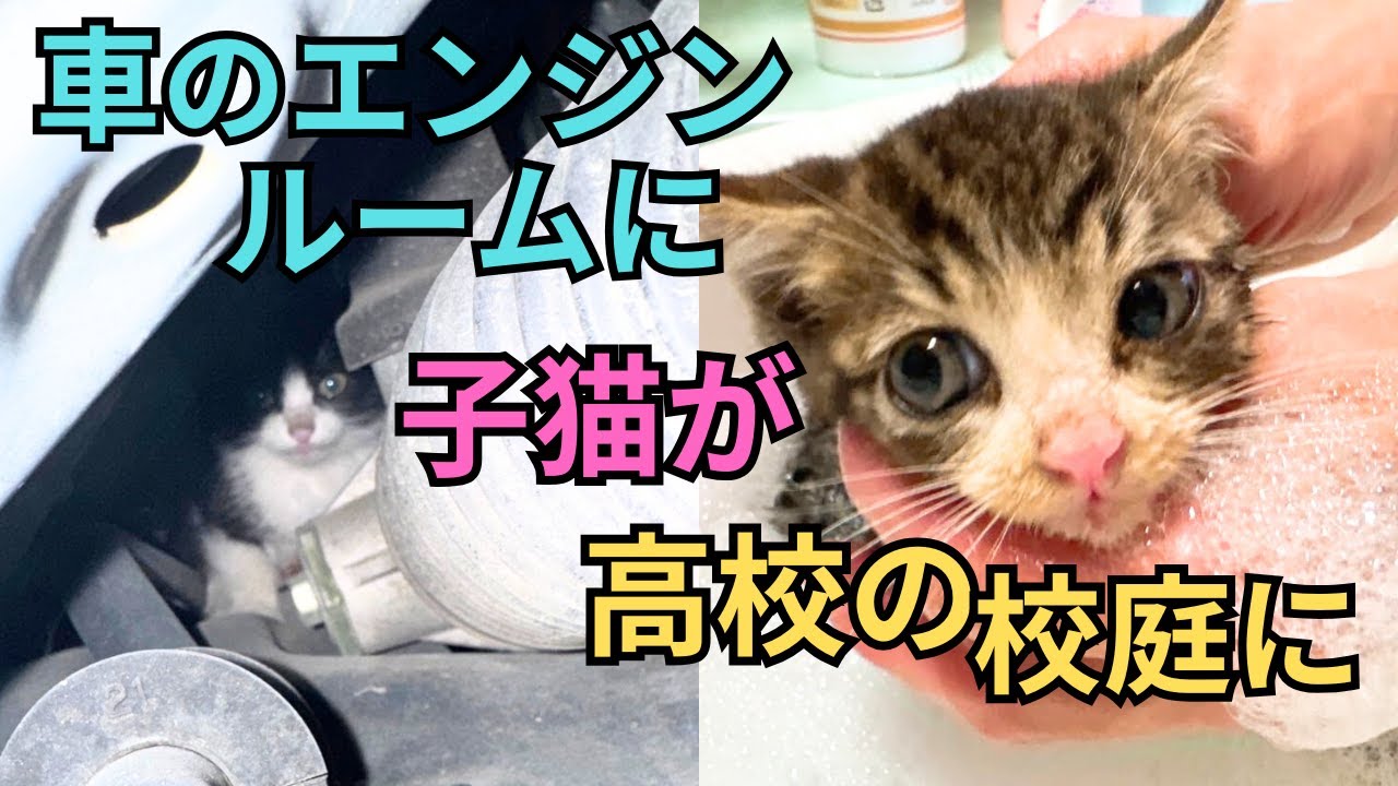 【138子猫保護】車体から…高校の校庭から…相次ぐ通報と救われた小さな命たちを繋ぐ⭐︎