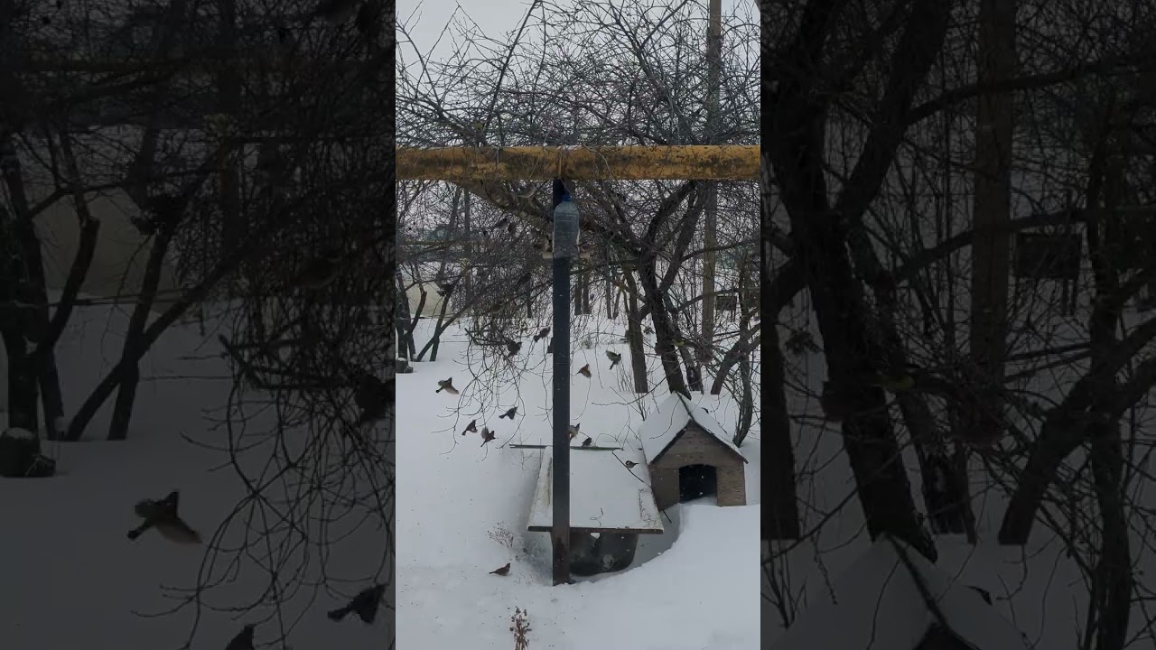 Подкармливаем птичек на улице 