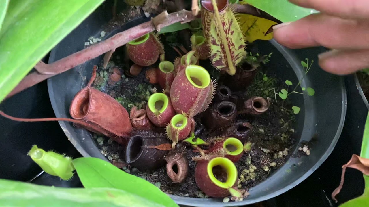 TIPS MEMBUAT NEPENTHES / KANTONG SEMAR AMPULLARIA ROSET / ROSETTE