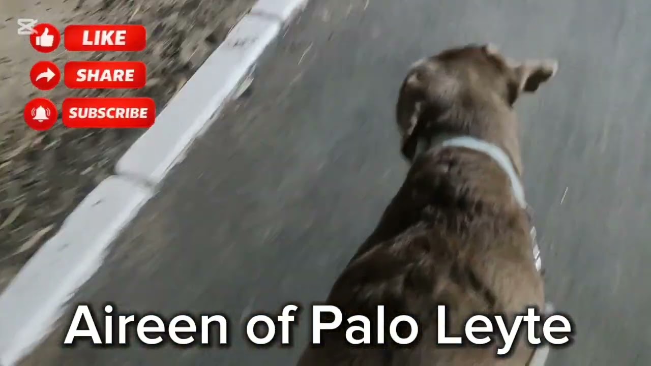 PART 1 NIGHT WALK WITH OUR DOGGIES AT SHUWAIKH #ofwkuwait #smallyoutuber 