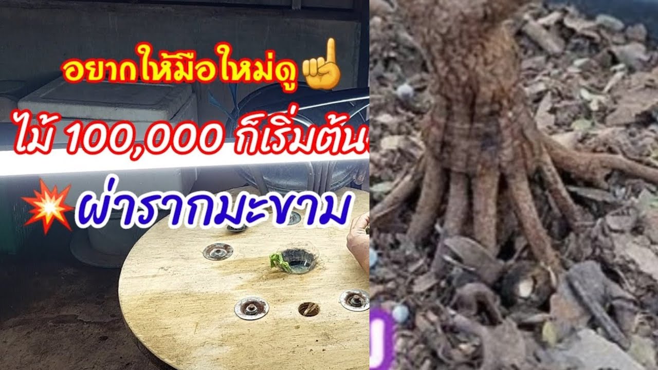 มะขามผ่าราก!!บอนไซ💥ไม้หลัก 100,000 ก็เริ่มต้นจากตรงนี้ อยากให้มือใหม่ได้ดู เพื่อสร้างแรงบันดาลใจ💖☝️🌟
