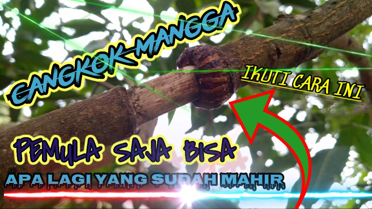 Teknik dan Cara Cangkok Mangga