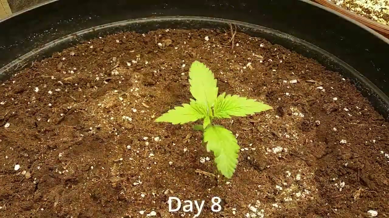 Timelapse of Purple Lemonade Auto from Fastbuds