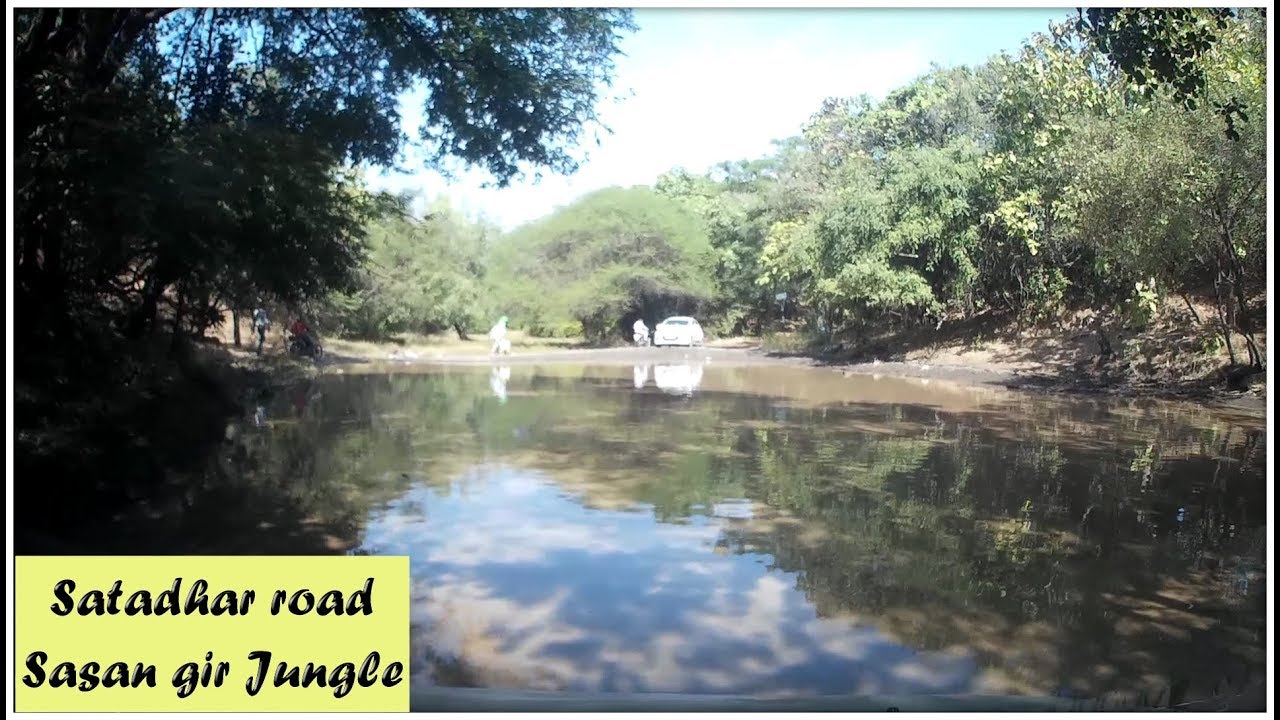 Satadhar road sasan gir Jungle