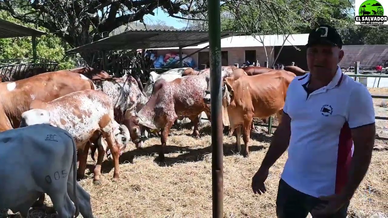 Porque es rentable el Gyr-El Salvador en el Campo