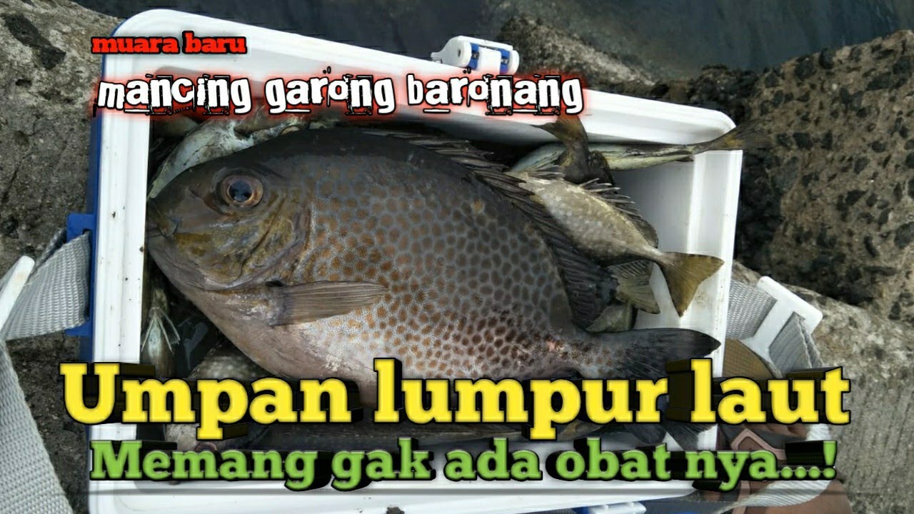 MANCING IKAN BARONANG || UMPAN LUMPUR LAUT EMANG GAK ADA OBATNYA...!!!