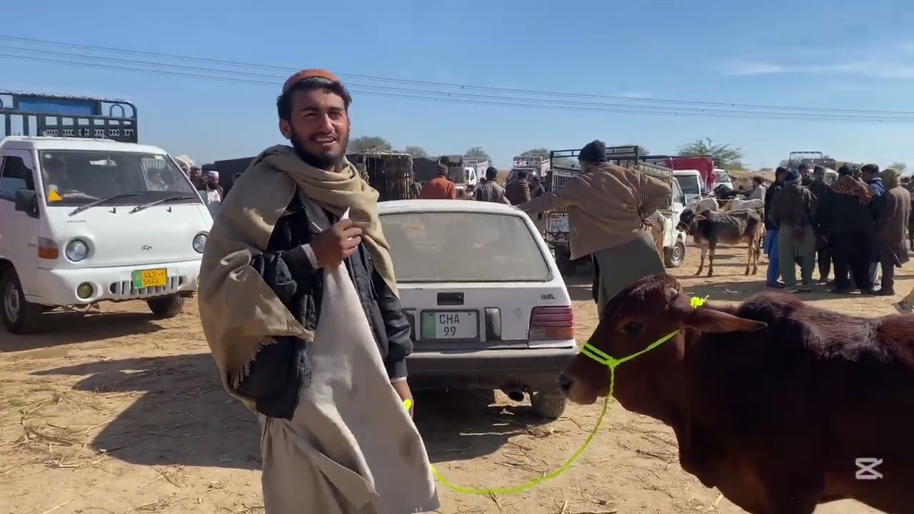 Chakwal Mandi today latest update 12/02/2026 |chakwal Mandi today last update 12/02/2026