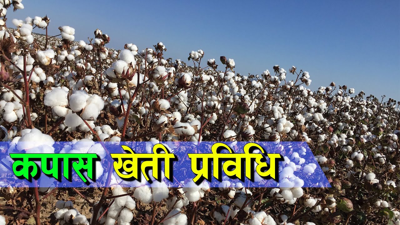 कपास खेती प्रविधि || Cotton Farming in Nepal ||
