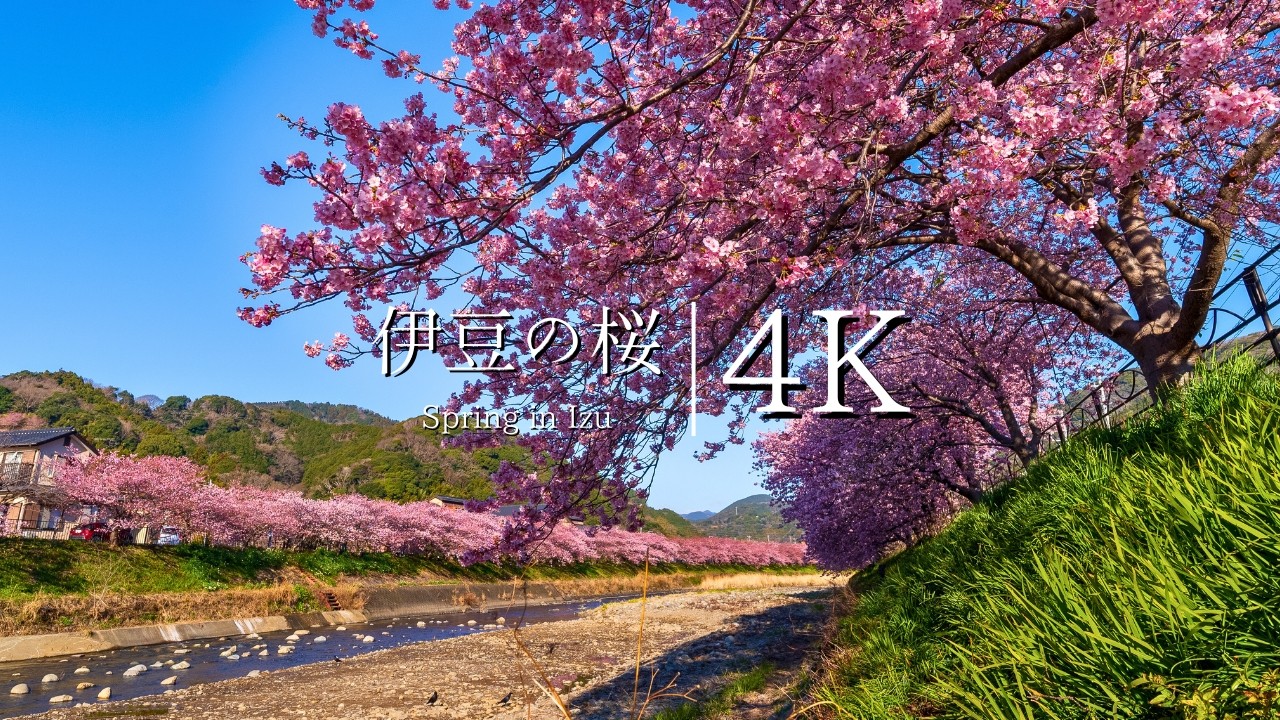 【日本の春を告げる】伊豆 河津桜まつりを訪ねて -  JAPAN in 4K
