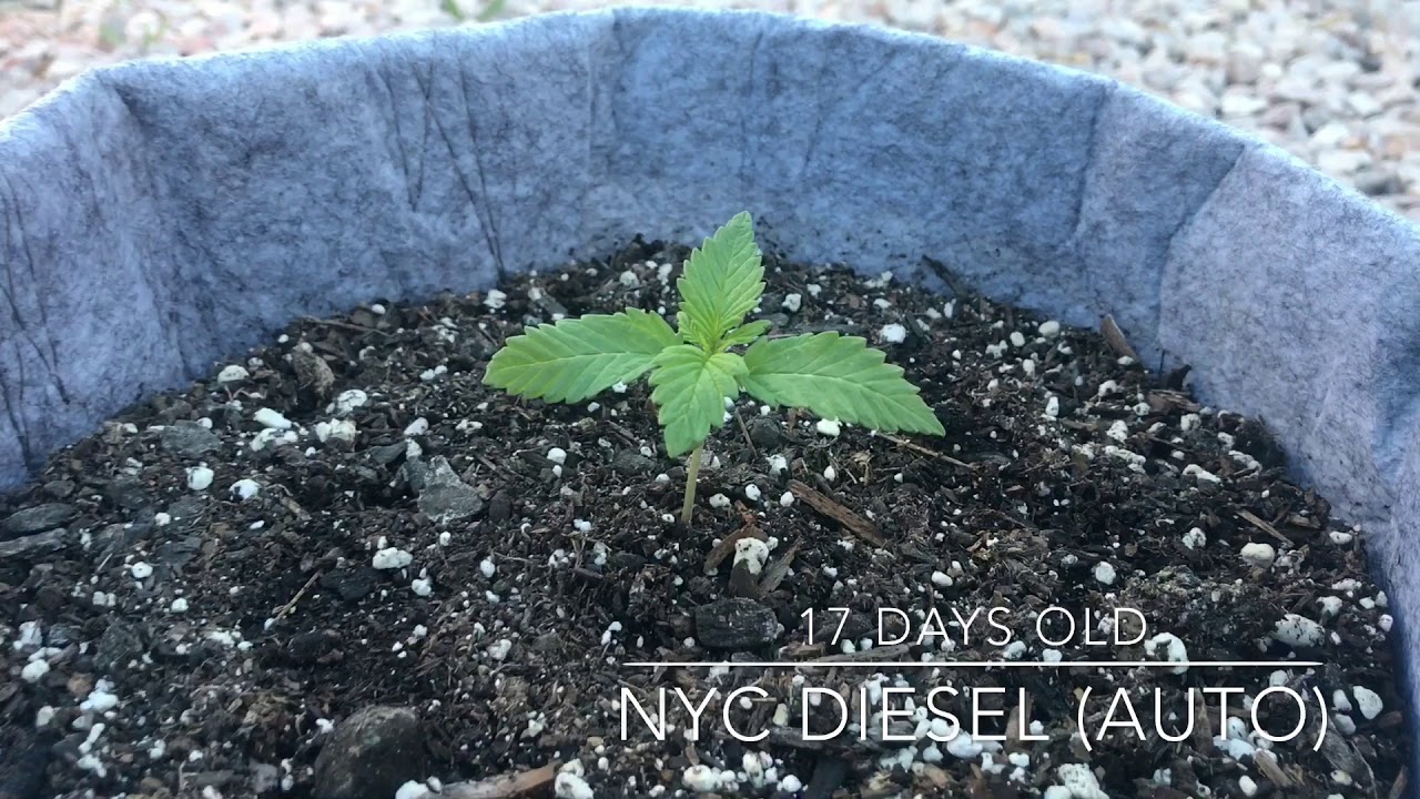 Outdoor Marijuana Grow | update* March 2018