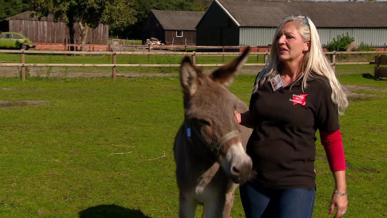 Ezelopvang in Baarle-Nassau hoopt op nieuwe baasjes voor 'ezels met een rugzakje'