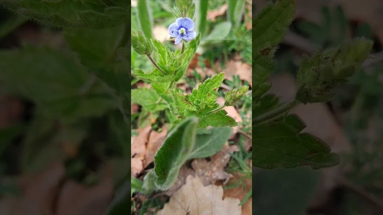 Germander Speedwell (Veronica Chamaedrys) #flowers #nature #outdoors #youtube #shorts #fyp