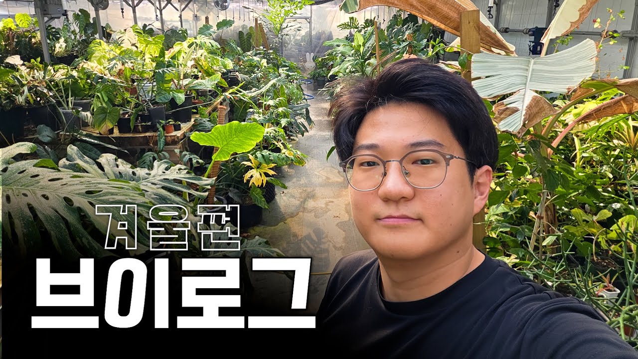 희귀 관엽 키우는 30대 농부의 오전 일과 ㅣ분갈이 ㅣ 비료 주기 ㅣ 안스리움 씨앗 파종 ㅣ 🌱NURSERY V-LOG🌱