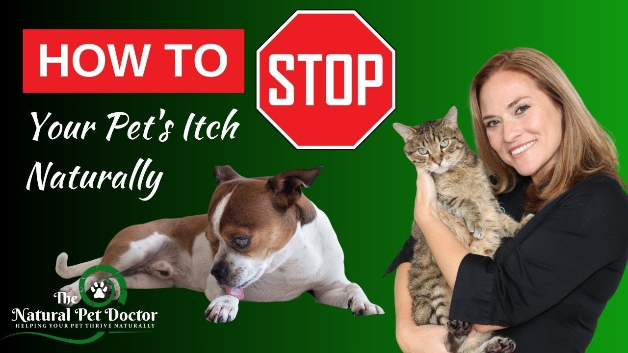 Natural Remedies for Cat and Dog Itching (Stop the Itch)