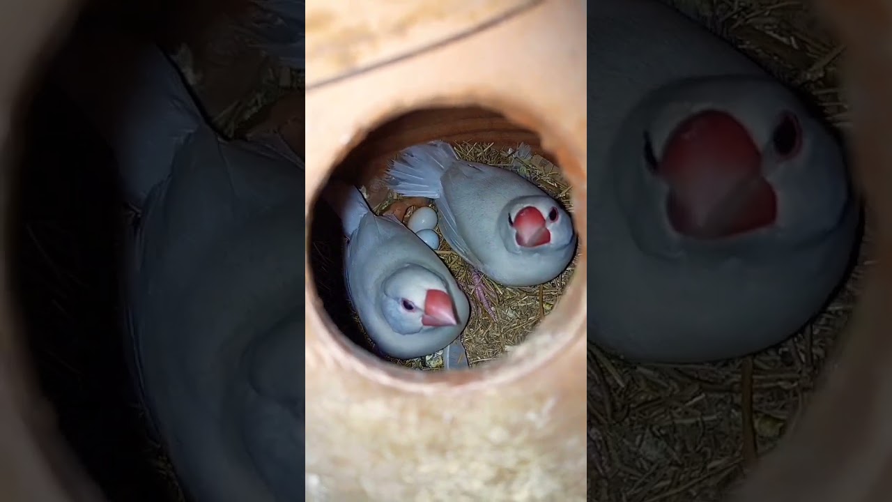 java sparrow 🕊️ breeding season progress #youtube #subscribe #youtubeshorts #viral #java