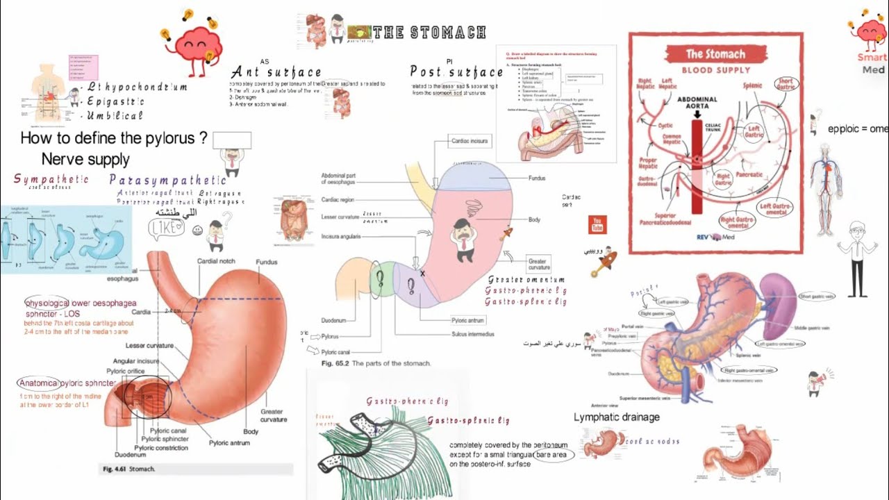 Stomach anatomy ( Relations, parts, Blood and nerve supply )