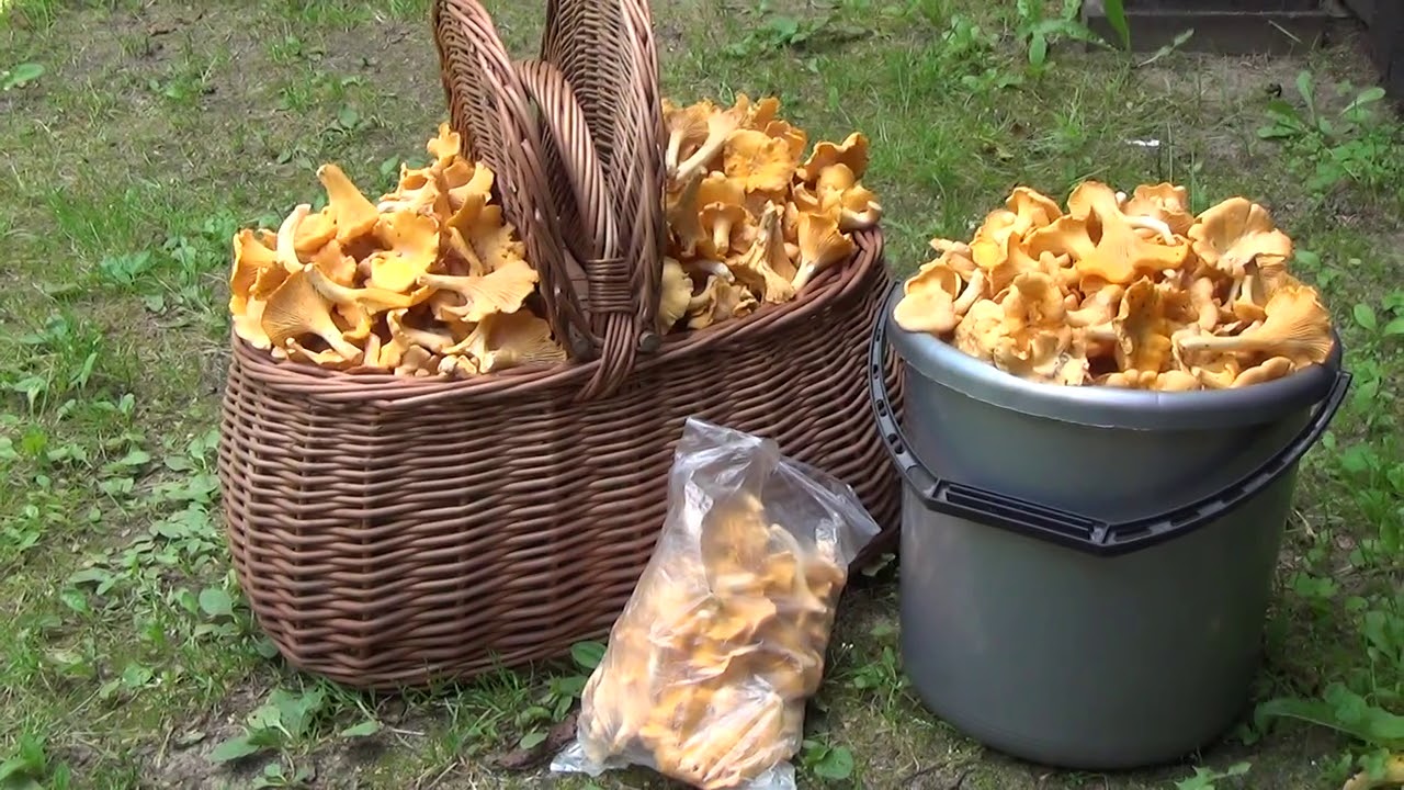 21-07-2020 ... Kosz i wiadro kurek w jednym miejscu    !!!!!!!!!!    część  2