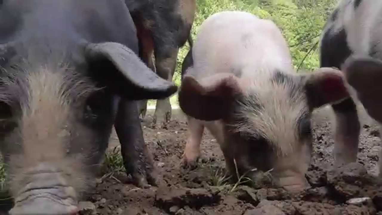 Bentheimer Landschwein