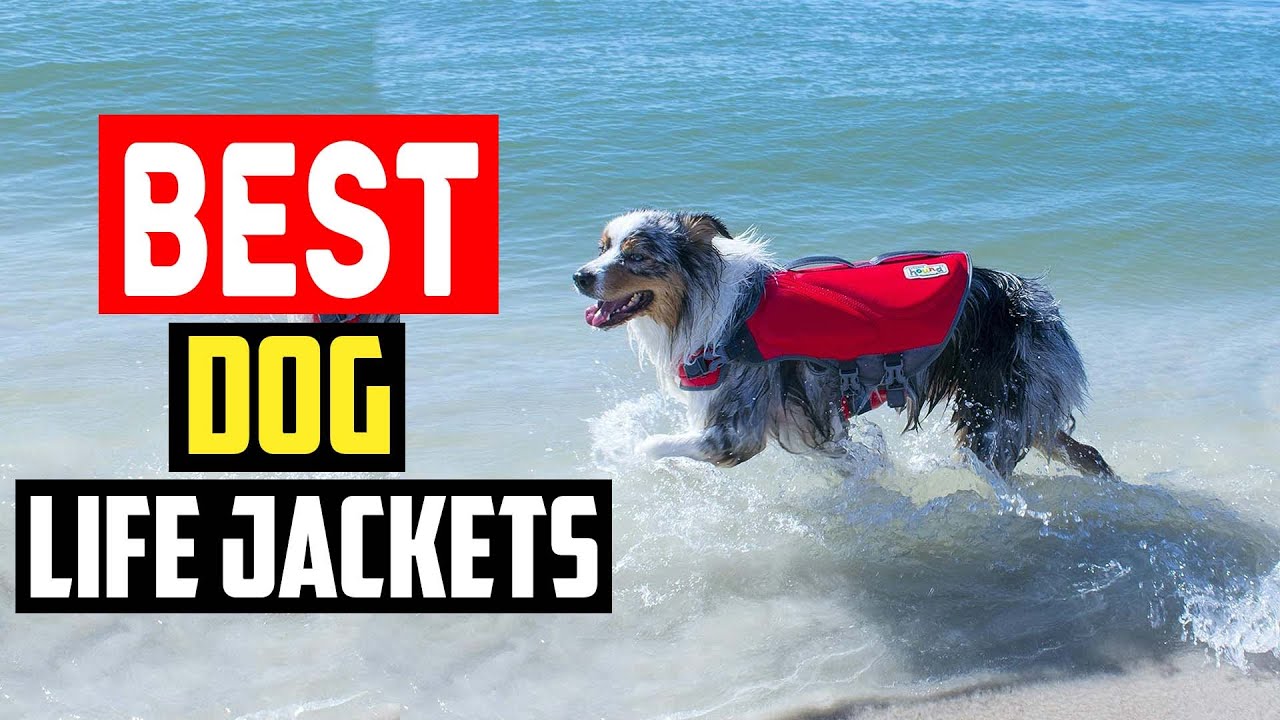 ✅Best Dog Life Jackets in 2025