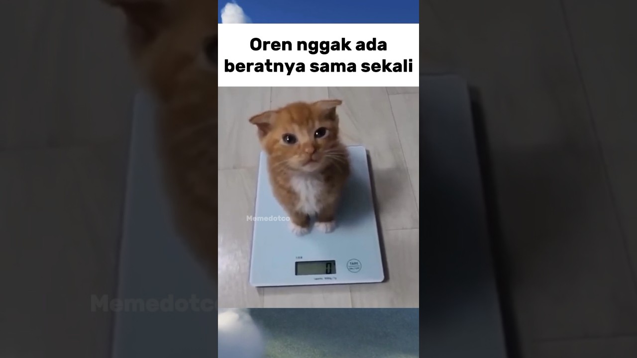 Cuma 0 gram 😭 #shorts #meme #memes #challenge #lucu #kucing