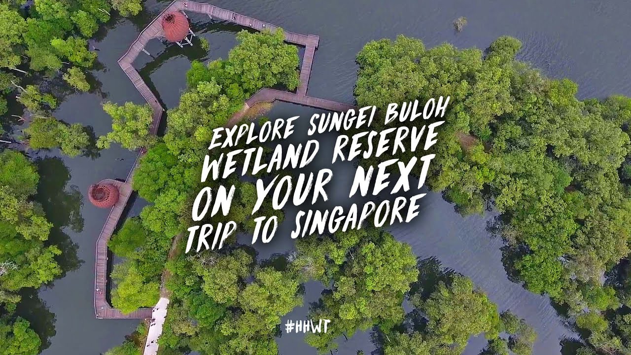 Sungei Buloh Wetland Reserve - Explore Sungei Buloh Wetland Reserve On Your Next Trip To Singapore!