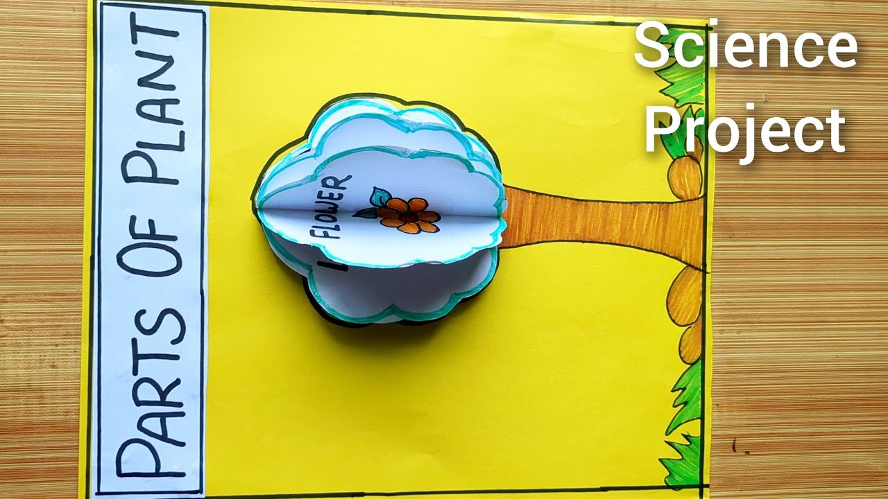 parts of plant / school project / science project / tlm for class 6 and 7 /science  project ideas
